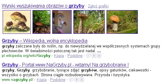 Badania pokazują, że powietrze jest przesycone grzybami